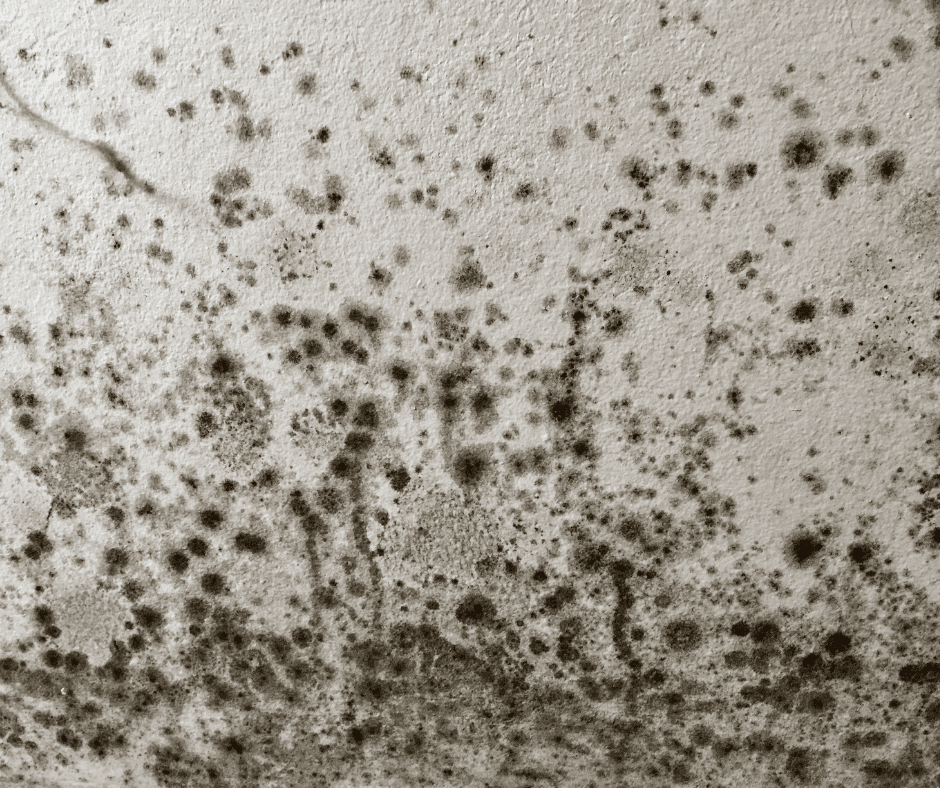 Is mould a problem in my home?